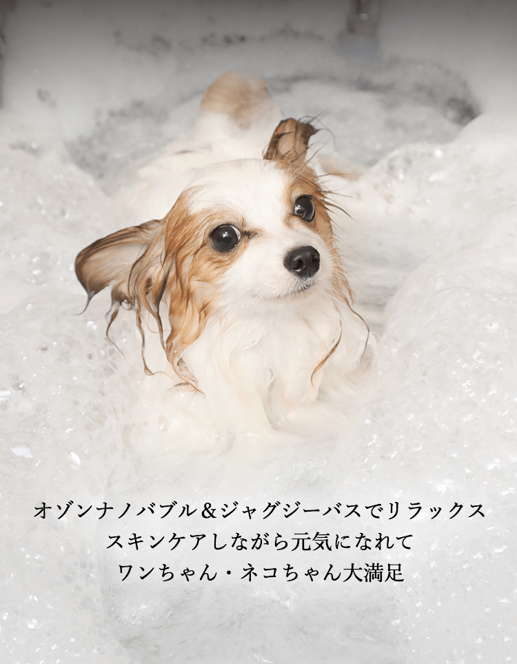 DOG SPA PRETTY STARS |